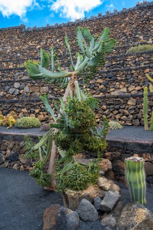 Gran cactus cultivado como un arbusto solo con brazos de cactus en el jardín de cactus Jardín de Cactus en Guatiza, Lanzarote, Islas Canarias, España