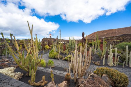 Foto panorámica en un hermoso día de primavera frente a un cielo azul brillante desde el jardín de cactus Jardín de Cactus en Guatiza, Lanzarote, Islas Canarias, España
