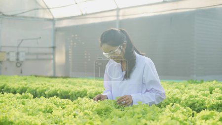 Foto de Concepto agrícola de Resolución 4k. Investigadores están investigando el crecimiento de plantas en invernaderos. - Imagen libre de derechos