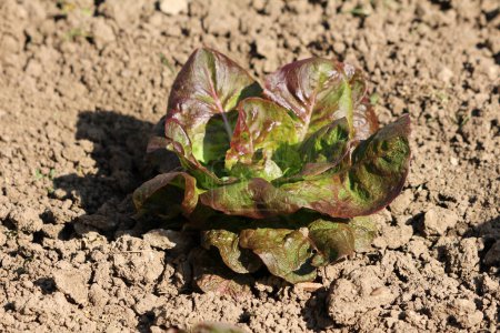 Dark red multi layered fresh thick leaf young Lettuce or Lactuca sativa annual organic plant planted in local urban home garden surrounded with dry soil on warm sunny spring day