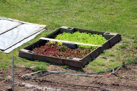 Homemade improvised raised garden bed box made from dilapidated wooden boards and concrete blocks filled with multi layered dark red and light green fresh thick leaf young Lettuce or Lactuca sativa annual organic plants next to makeshift nylon 