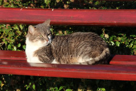 Tired older sleepy cute light to dark grey and white domestic cat woken up from her afternoon sleep on old red public park bench surrounded with dense park vegetation on warm sunny winter day