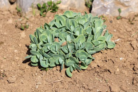 Homegrown Sedum or Stonecrop hardy succulent ground cover perennial green plant with thick succulent leaves and fleshy stems planted in local urban family home garden next to decorative rocks surrounded with dry soil on warm sunny spring day