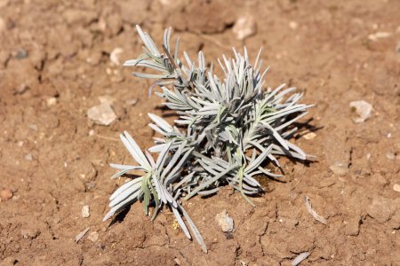 Freshly planted Broadleaved lavender or Lavandula latifolia or Spike lavender or Portuguese lavender flowering strongly aromatic shrub plant with grey evergreen leaves growing in urban family house garden surrounded with dry soil and small rocks