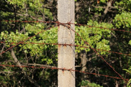 Cerca de alambre de púas oxidado reforzada con poste de hormigón fuerte que evita el acceso no autorizado a la obra en el bosque local con árboles densos en el fondo en el cálido día soleado de primavera