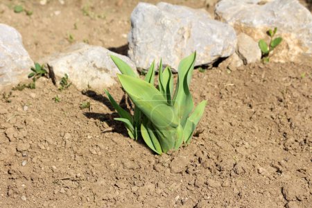 Petite plante de géophytes bulbifères herbacés vivaces à fleurs printanières de tulipes aux feuilles vertes claires fraîches poussant dans un jardin résidentiel urbain local à côté de roches décoratives entourées de sol sec le jour chaud et ensoleillé du printemps