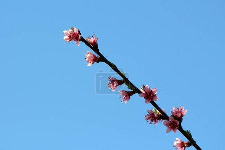 Single Peach or Prunus persica deciduous tree branch with pink flowers made of five petals and lanceolate broad pinnately veined light green leaves growing in local urban family house orchard on clear blue sky background