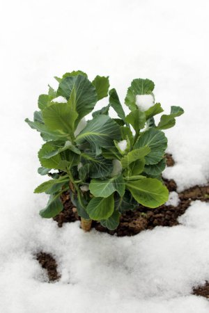 Snow covered young Cabbage or Headed cabbage leafy green annual vegetable crop with thick alternating leaves growing in local family house garden surrounded with freshly fallen snow and wet soil on cold snowy spring day