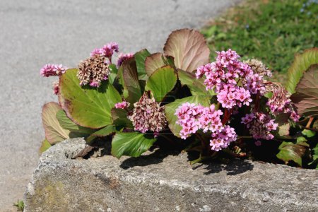 Bergenia or Elephant eared saxifrage or Elephants ears rhizomatous evergreen perennial flowering plant with dense bunch of open blooming and partially dried and shriveled small pink flowers surrounded with thick dark green leaves
