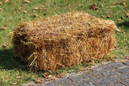 Rectangular straw hay bale used as country fair decoration next to stone tiles path surrounded with uncut grass and dry brown fallen leaves on warm sunny summer day