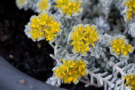 Sedum Spathulifolium Cape Blanco or Cape Blanco Sedum or Broadleaf Stonecrop ground hugging evergreen perennial plants forming carpet of powdery gray to green thick spoon shaped leaves that whorl around the tips creating silver rosettes