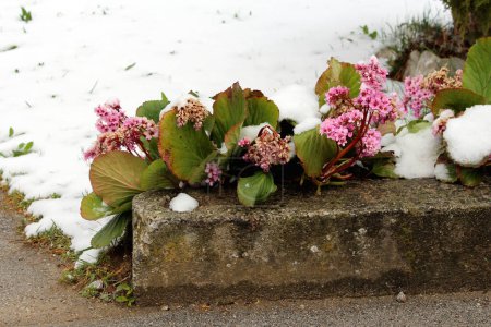 Snow covered Bergenia or Elephant eared saxifrage or Elephants ears rhizomatous evergreen perennial flowering plant with dense bunch of open blooming and partially dried and shriveled small pink flowers surrounded with thick dark green leaves growing
