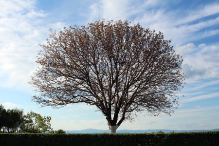 Très grand et puissant vieil arbre avec une belle cime remplie de petites feuilles fraîches poussant derrière une haie verte soigneusement coupée devant un ciel bleu nuageux le jour chaud du printemps