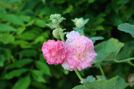 Gemeiner Mollyhock oder Alcea rosea Zierkohl blühende Pflanze mit offen blühenden hellen bis dunkelrosa dicht geschichteten Blüten und geschlossenen Blütenknospen an einem Stamm, umgeben von dicken grünen Blättern, die im städtischen Hausgarten der Familie wachsen