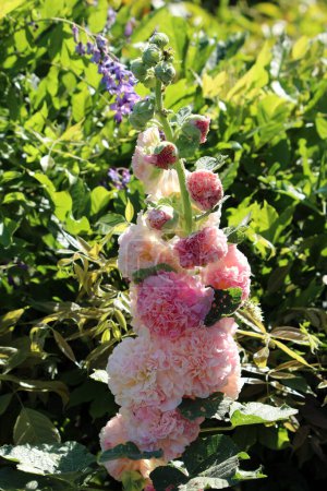 Single stem of Common hollyhock or Alcea rosea ornamental dicot flowering plant with bunch of fully open blooming light to dark pink densely layered flowers and closed flower buds on top growing in local urban family home garden