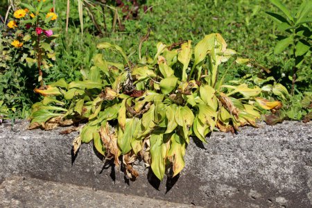 Plantain lily or Hosta or Giboshi or Heart leaf lilies herbaceous perennial foliage plant with partially shriveled and dried broad lanceolate ribbed leaves growing in form of small bush next to concrete sidewalk surrounded with other garden plants