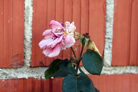 Light pink rose with shriveled petals next to rose without petals on top of two stems with thick leathery dark green leaves growing in front of red brick family house wall on warm sunny summer day