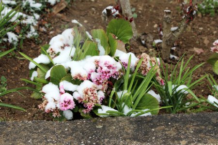 Snow covered Bergenia or Elephant eared saxifrage or Elephants ears rhizomatous evergreen perennial flowering plants with dense bunch of open blooming and partially dried and shriveled small pink flowers surrounded with thick dark green leaves 