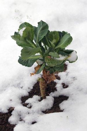 Snow covered young Cabbage or Headed cabbage leafy green annual vegetable crop with thick alternating dark green leaves growing in local family home garden surrounded with freshly fallen snow and wet soil on cold snowy spring day