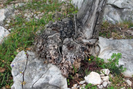 Strangely shaped weird unusual dry old tree roots on top of large stones mixed with uncut grass and small flowers on warm sunny spring day