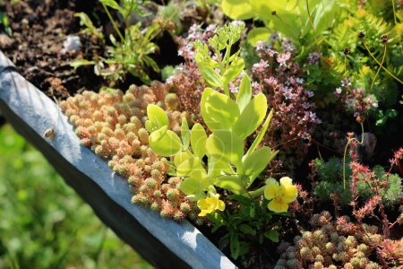 Various types of Sedum or Stonecrop perennial leaf succulent with water storing leaves plants in different colors surrounded with other flowering plants growing in local family home garden on warm sunny summer day