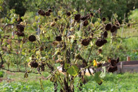 Very large dry Common sunflower or Helianthus annuus annual forb herbaceous flowering plant with edible oily seeds in flower heads consisting of numerous small individual five petaled flowers on high erect rough hairy stem