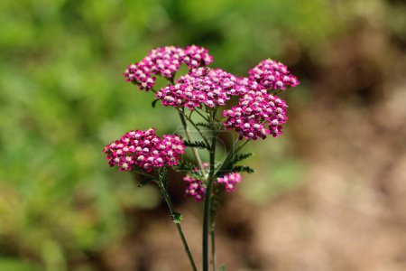 Common yarrow or Achillea millefolium or Plumajillo or Herbal militaris or Gordaldo or Nosebleed plant or Old mans pepper or Devils nettle or Sanguinary or Soldiers woundwort or Thousand seal or Thousand leaf erect herbaceous perennial plant
