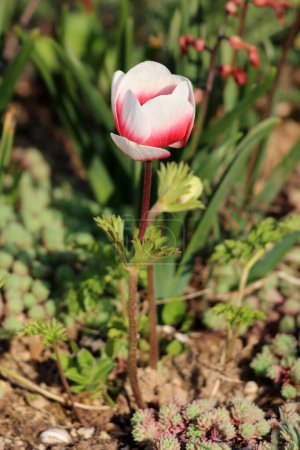 Bicolor Anemone perennial flowering plant with fully open blooming flower made of red and white sepals and basal leaves with toothed leaf margins and long leaf-stems growing in local urban home garden surrounded with dry soil and flowering plants