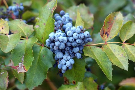 Oregon grape or Berberis aquifolium or Holly-leaved barberry or Mahonia aquifolium evergreen shrub flowering plant with small cluster of dense dark dusty blue berries and pinnate leaves made up of spiny leathery leaflets growing in local home