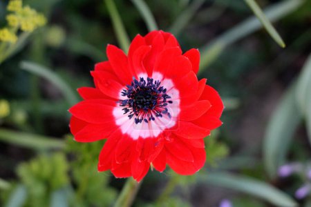 Single bicolor Anemone perennial flowering plant with fully open blooming flower made of red and white sepals and basal leaves with toothed leaf margins and long leaf-stems growing in local urban home garden surrounded with flowering plants