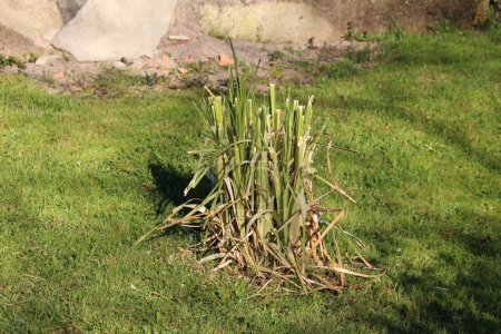 Hierba pampeana recién cortada o Cortaderia selloana planta perenne de rápido crecimiento hierba alta rodeada de hierba sin cortar en el jardín casero urbano local en el cálido día soleado de primavera