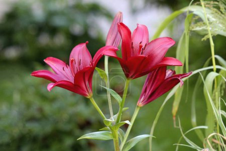Lily or Lilium perennial herbaceous flowering plant with three large dark red fully open blooming flowers with six tepals spreading free from each other and bearing a nectary at the base of each flower next to closed funnel shape flower