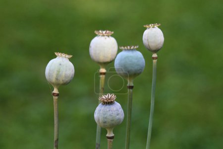 Opium poppy or Papaver somniferum or Breadseed poppy annual herb flowering plants usually grown as agricultural crop with strongly glaucous hairless rounded capsules topped with radiating stigmatic rays on top growing in local urban home garden