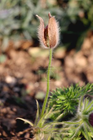 Pulsatilla vulgaris or Pasque flower or Pasqueflower or European pasqueflower or Common pasqueflower or Danes blood herbaceous perennial flowering plant with long soft silver grey hairy stem and finely dissected leaves arranged in a rosette