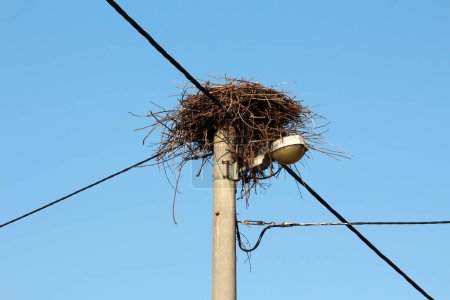 Old White stork or Ciconia ciconia storks nest on top of concrete electrical power line utility pole with multiple electrical wires going in all directions on clear blue sky background