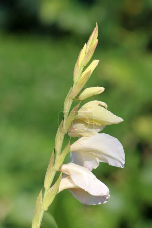Top of Gladiolus or Sword lily or Gladiolus palustris or Marsh gladiolus herbaceous perennial cormous flowering plant with erect glabrous unbranched stem and simple with a parallel venation long sword shaped leaves and hermaphroditic flowers