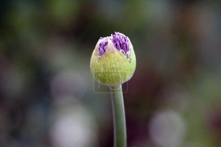 Single Ornamental onion or Allium herbaceous geophyte perennial bulbous herb monocotyledonous flowering plant with flower that forms an umbel at the top of a leafless stalk in shape of round flower head composed of dozens of starting to open blooming