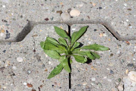 Small light green plant growing from crack between dilapidated old stone tiles on rarely used path at local public park on warm sunny spring day