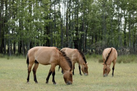 Foto de Tres majestuosos caballos przewalski están pastando pacíficamente en un pasto verde vibrante, con un pintoresco bosque en el fondo, bajo la cálida luz del sol de un hermoso día de verano. - Imagen libre de derechos