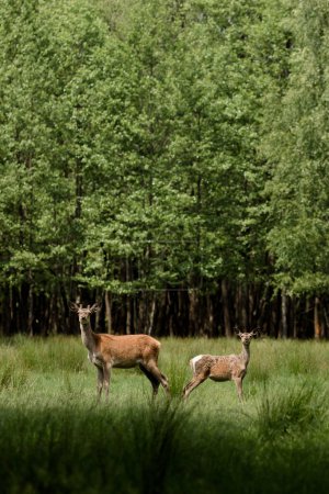 Foto de Dos ciervos se mantienen alerta en un exuberante bosque verde, su mirada atenta captura la esencia de la belleza salvaje y la tranquilidad de la naturaleza - Imagen libre de derechos