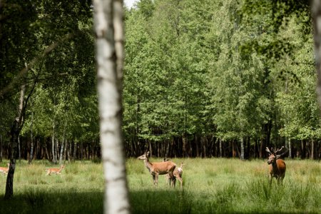 A tranquil scene of deer grazing in a lush, green forest, showcasing nature serene and untouched beauty.