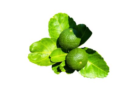 Photo for Green limes  (Citrus aurantifolia) isolated on white background. They are closely related to lemon. It has a sour taste and is an excellent source of vitamin C. - Royalty Free Image
