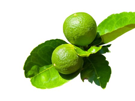 Foto de Limas verdes (Citrus aurantifolia) aisladas sobre fondo blanco. Están estrechamente relacionados con el limón. Tiene un sabor amargo y es una excelente fuente de vitamina C. - Imagen libre de derechos
