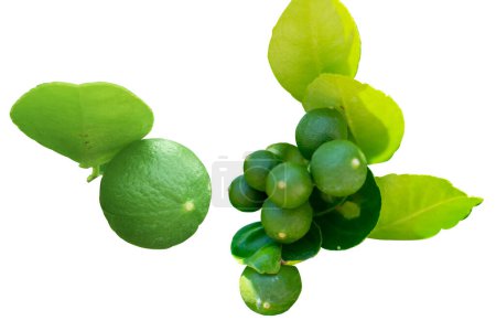 Foto de Limas verdes (Citrus aurantifolia) aisladas sobre fondo blanco. Están estrechamente relacionados con el limón. Tiene un sabor amargo y es una excelente fuente de vitamina C. - Imagen libre de derechos