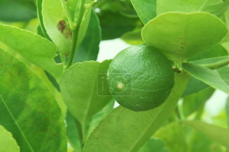 Foto de Las limas verdes en el tilo (Citrus aurantifolia), están estrechamente relacionadas con el limón. Tiene un sabor amargo y es una excelente fuente de vitamina C. - Imagen libre de derechos