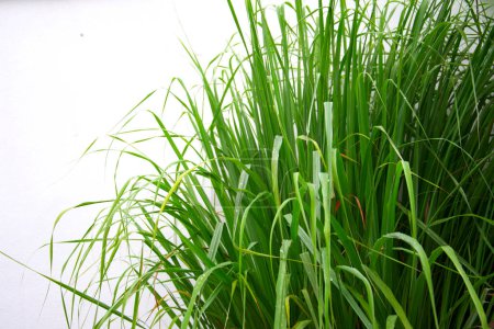 Photo for Lemongrass or Lapine or Lemon grass or West Indian or Cymbopogon citratus were planted on the ground. It is a shrub, its leaves are long and slender green. It is an herb which was made into food and medicine. - Royalty Free Image