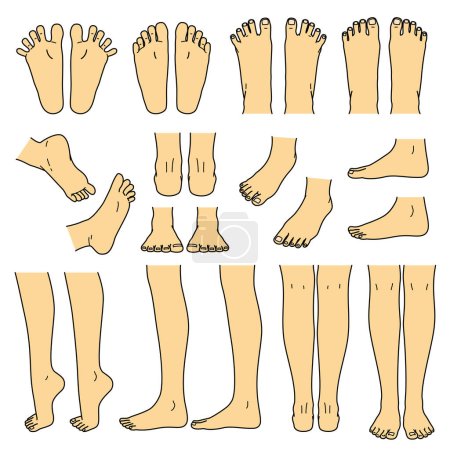 Ilustración de Pie y pierna, rodilla y dedo del pie, conjunto de archivos vectoriales - Imagen libre de derechos