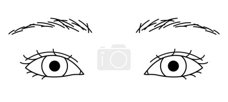 Illustration for Woman eyes, double eyelids, Almond eyes, outline illustration - Royalty Free Image