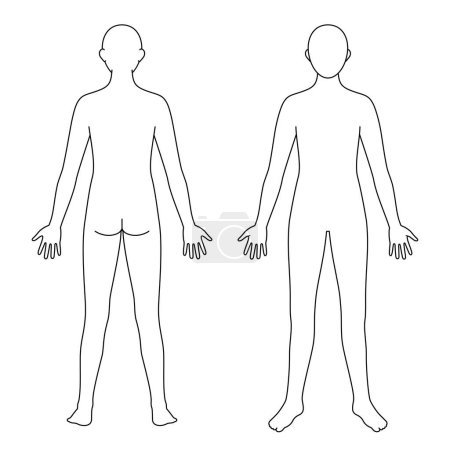 Modell des menschlichen Körpers, Umriss, Vorder- und Rückseite, Vektordatei