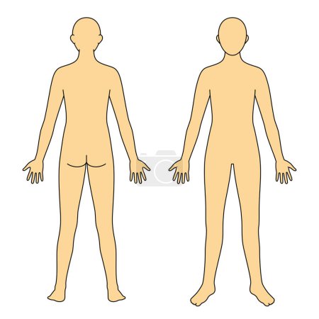 Modell des menschlichen Körpers, Umriss, Vorder- und Rückseite, Vektordatei